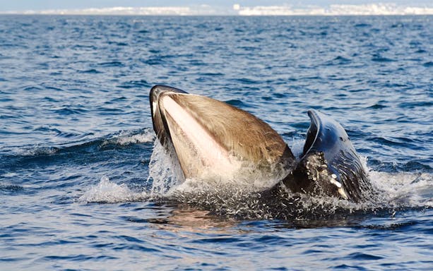 Whale surfacing close to boat during premium whale watching tour.