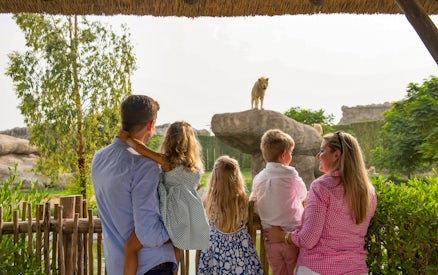 Family observing a lion on a rock at Dubai Safari Park.