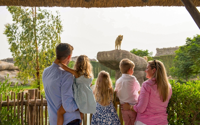Family observing a lion on a rock at Dubai Safari Park.