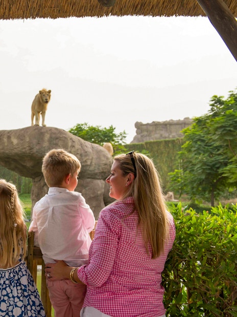 Family observing a lion on a rock at Dubai Safari Park.