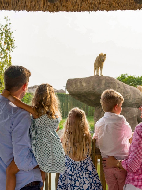 Family observing a lion on a rock at Dubai Safari Park.