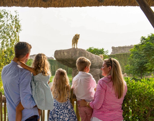 Family observing a lion on a rock at Dubai Safari Park.