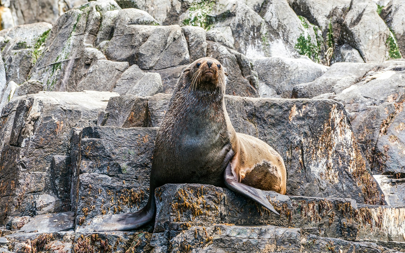 Seal, Bruny Island