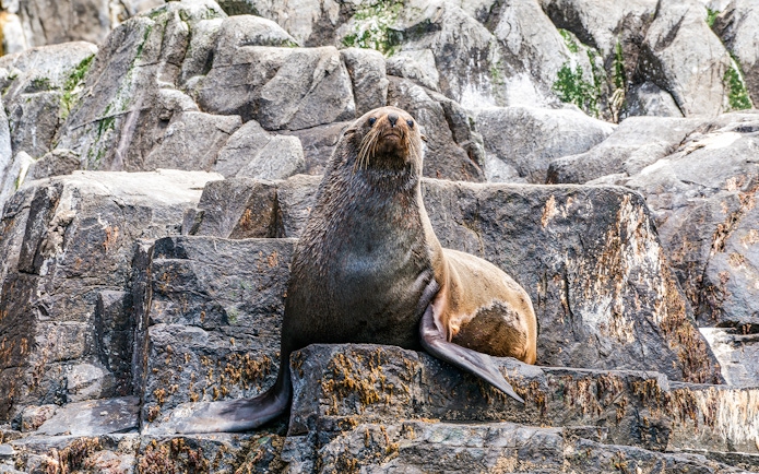 Sea lion resting on rocky shore in natural habitat.