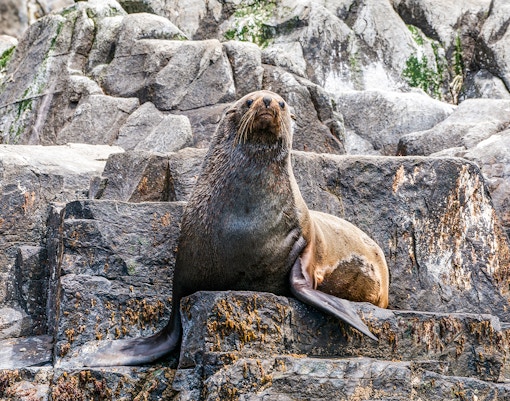 Seal, Bruny Island