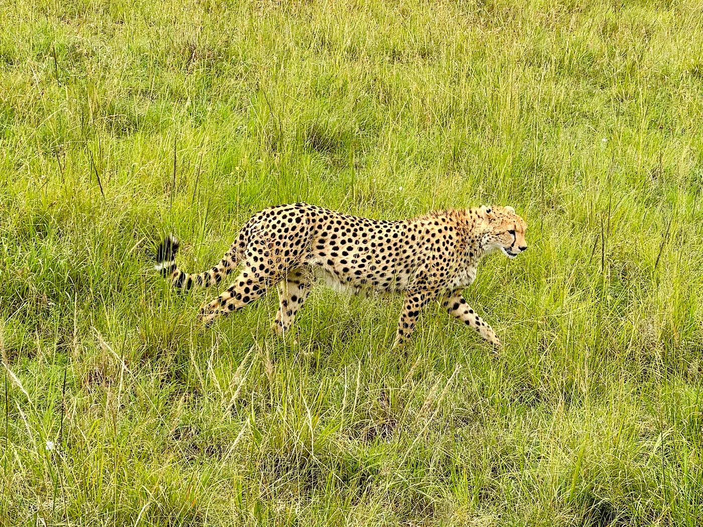 Cheetah walking through grassland in Masai Mara during a private safari from Nairobi.
