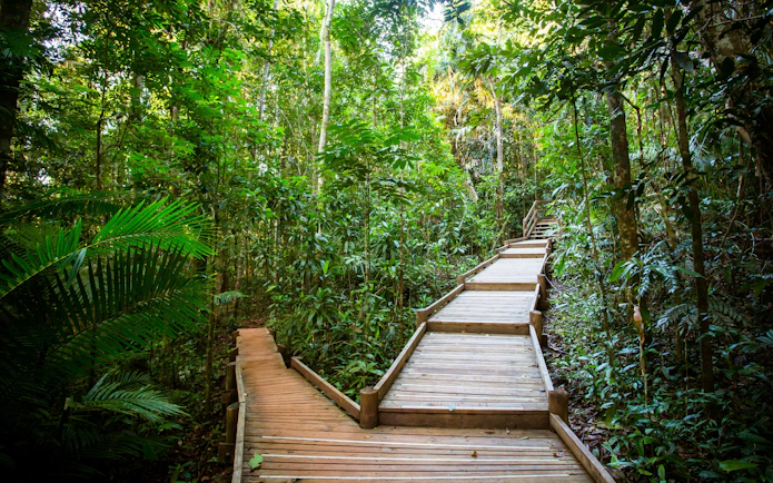 Daintree Jindalba Boardwalk through lush rainforest vegetation.