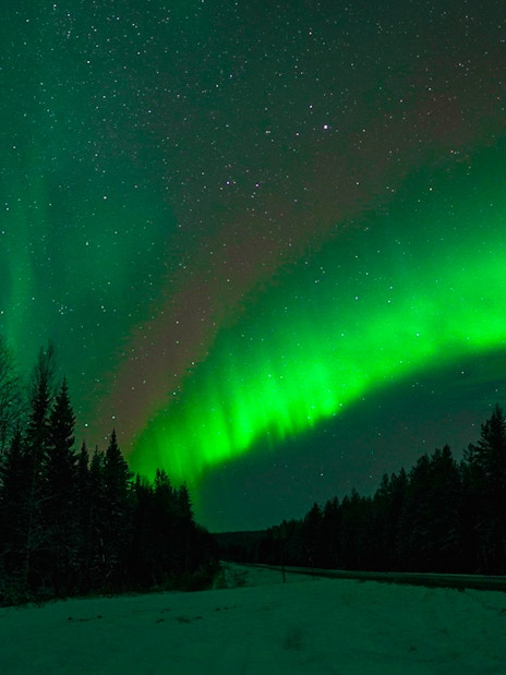 Northern Lights illuminating the night sky over a snowy forest in Rovaniemi.
