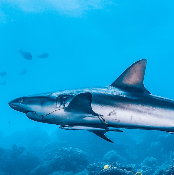 From The Reef Shark To The Exotic Cassowary | Explore The Zoo Aquarium Madrid