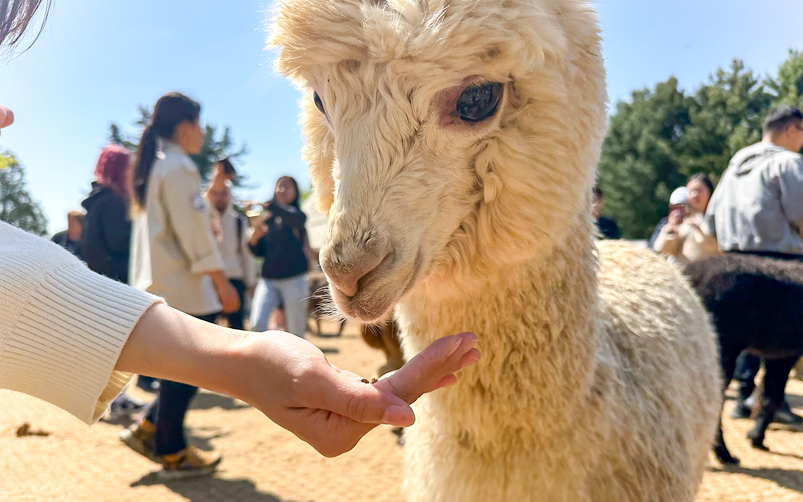 Hand feeding a white alpaca at Alpaca World, Nami Island tour from Seoul.