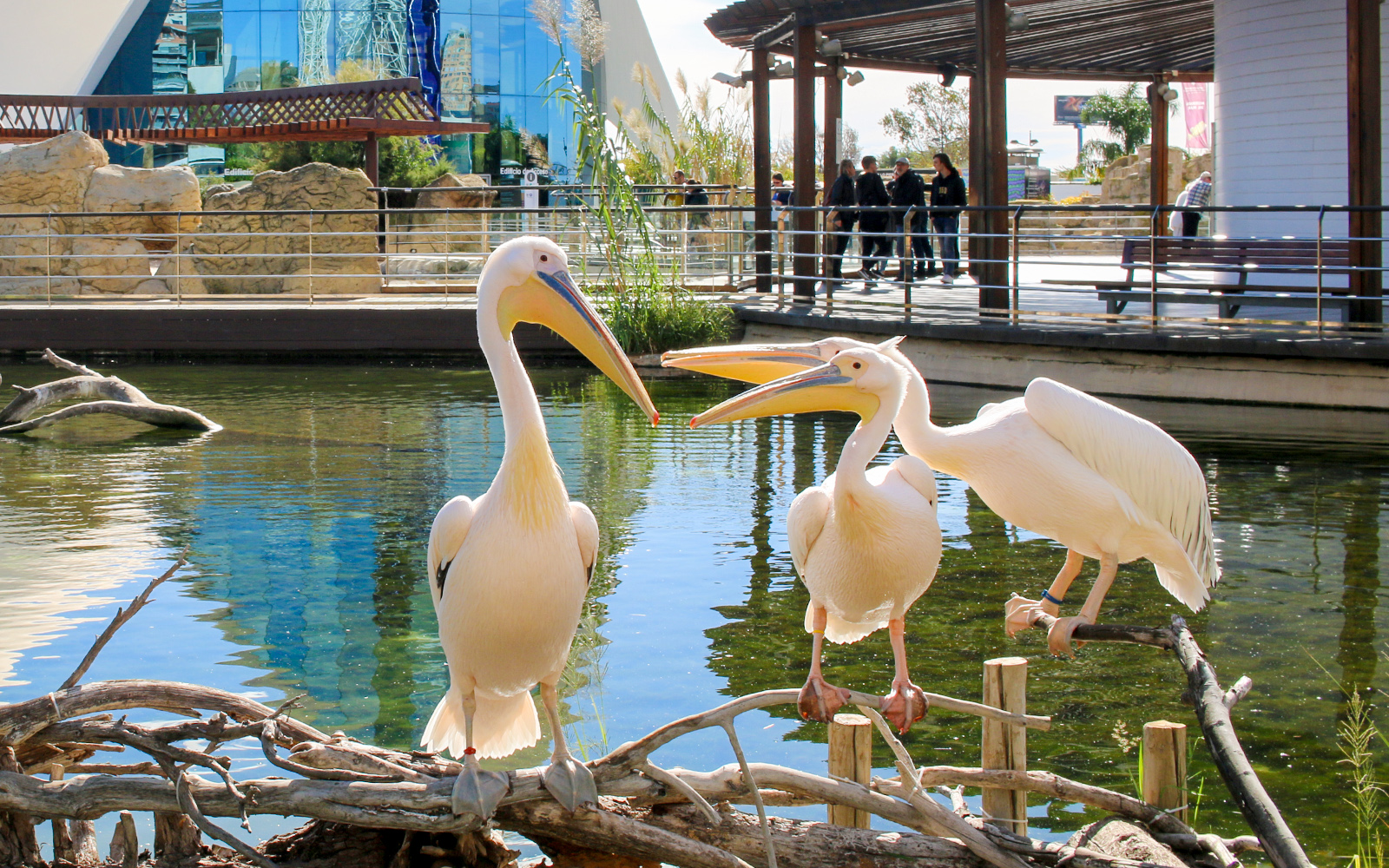 Oceanogràfic Valencia Tickets