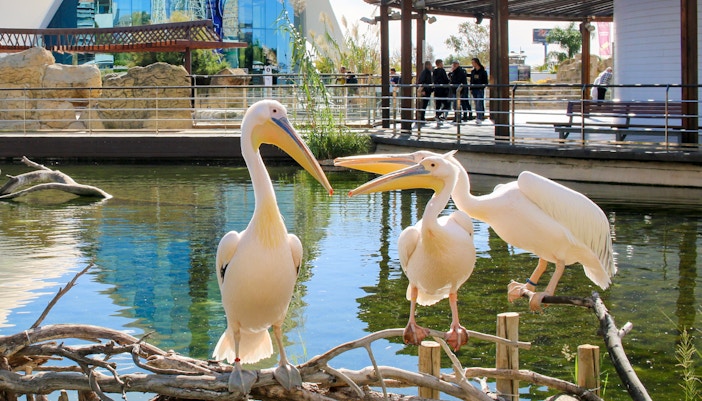 Oceanogràfic Valencia Tickets