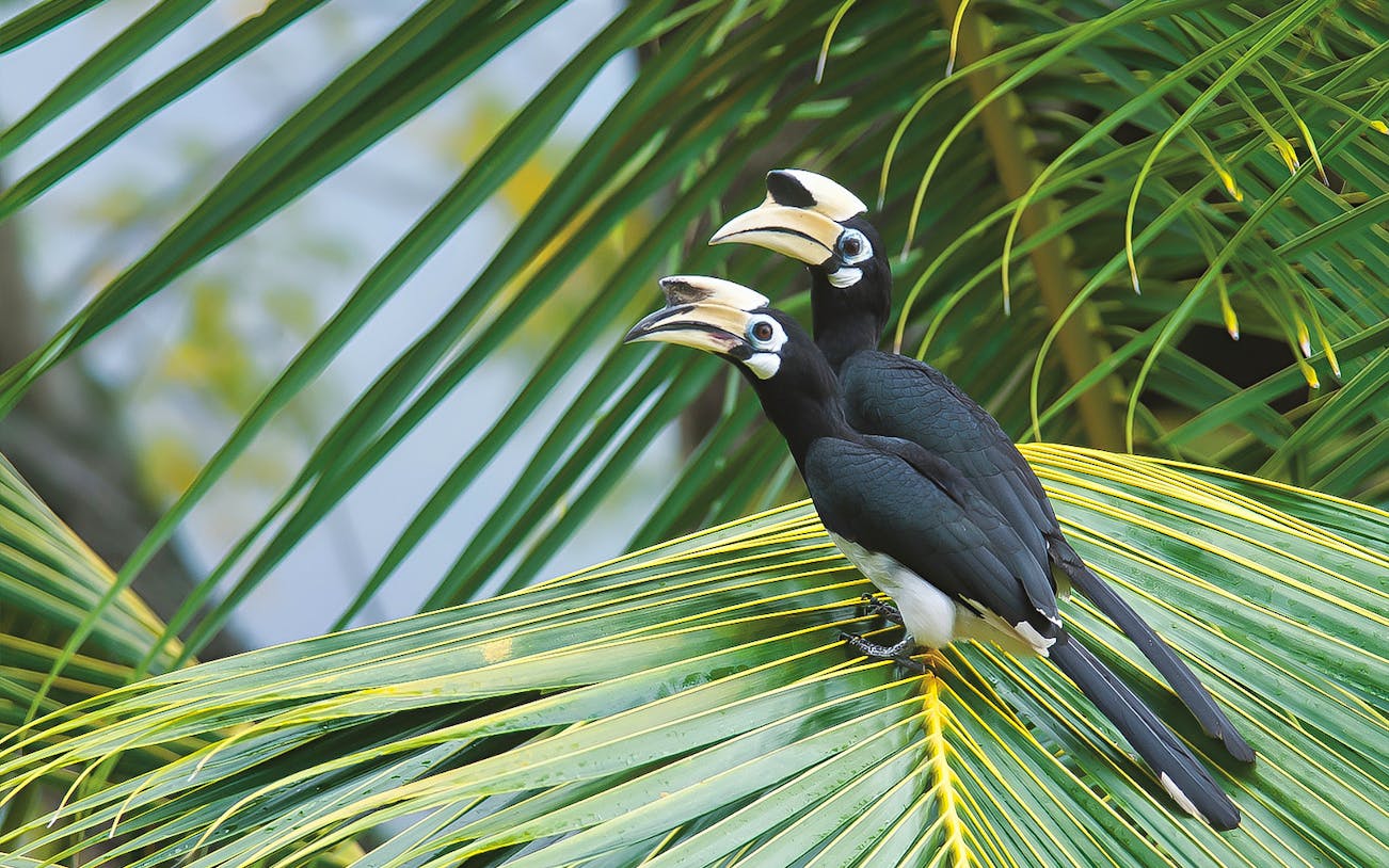 Hornbills perched on palm leaves during Langkawi bird watching tour.