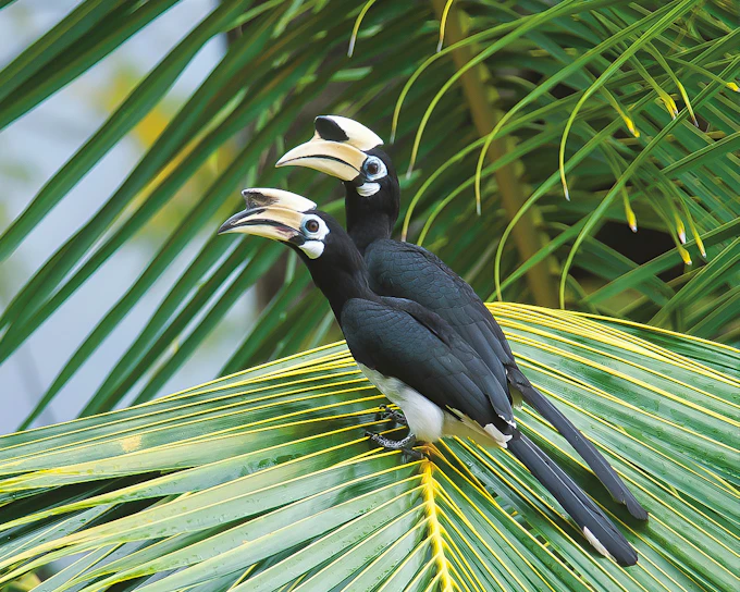 Guided Bird Watching Tour in Langkawi with Round-Trip Transfers