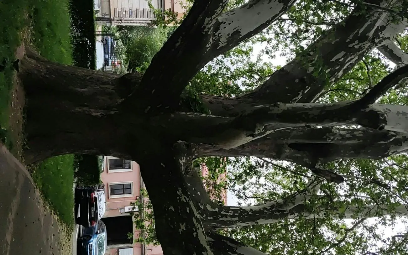 Large tree with sprawling branches in a park setting, Brasov city exploration game.