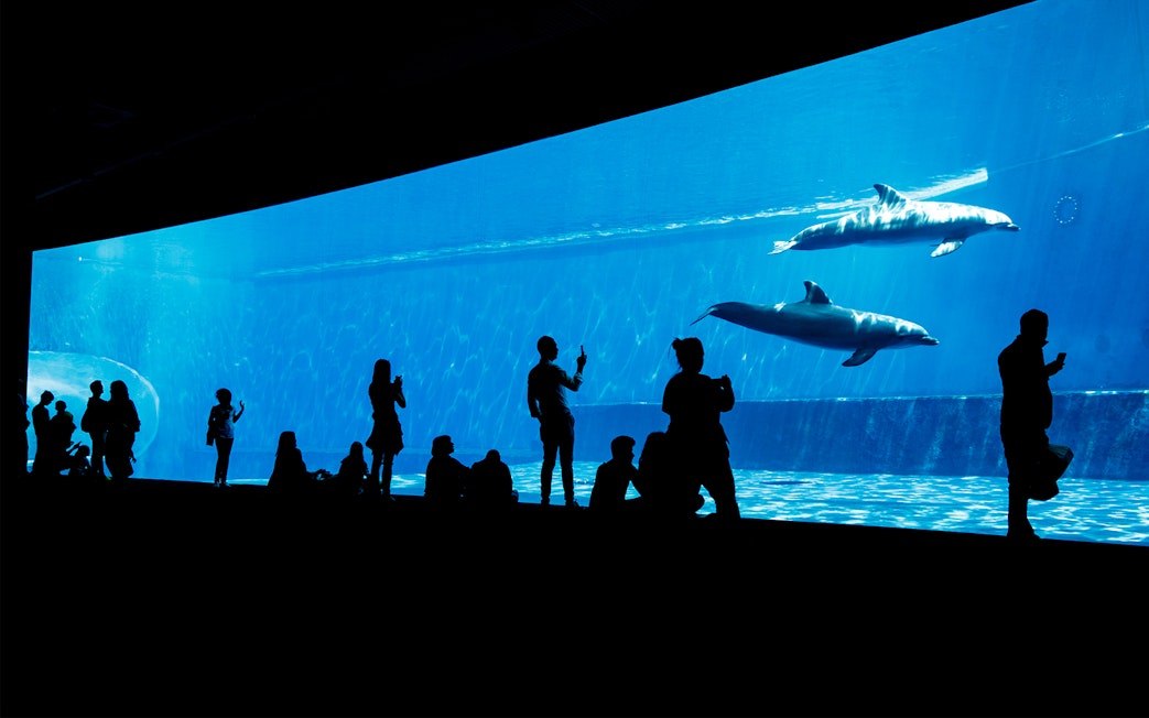 Visitors watching dolphins at Genoa Aquarium during City Sightseeing Hop-On Hop-Off Genoa Tour.