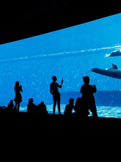 Visitors watching dolphins at Genoa Aquarium during City Sightseeing Hop-On Hop-Off Genoa Tour.