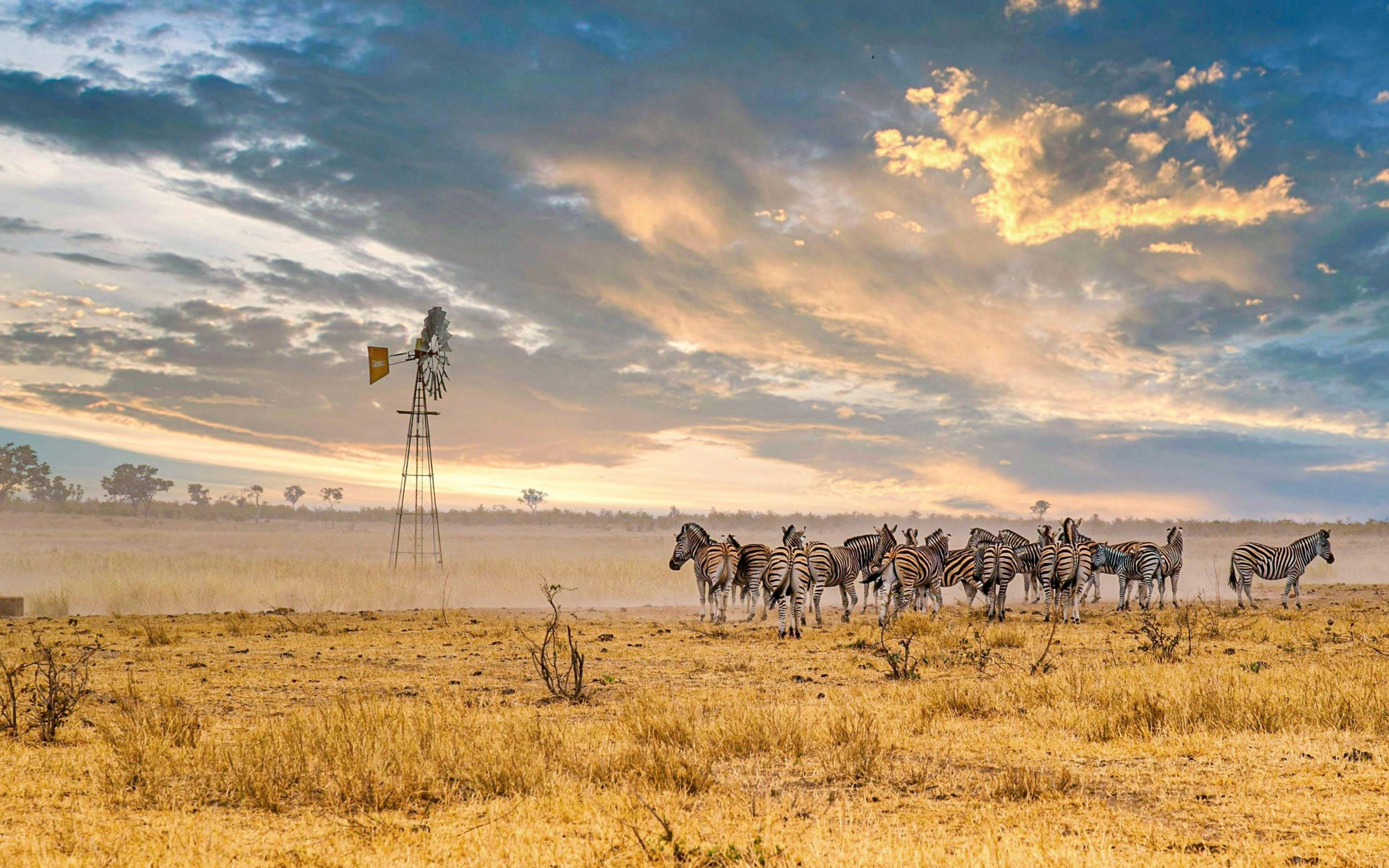 Herd of Burchell's zebras near a windmill at sunset, Kruger National Park, South Africa.