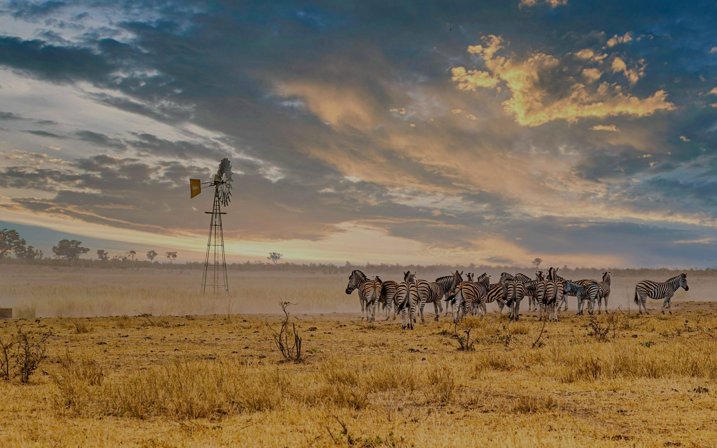 Herd of Burchell's zebras near a windmill at sunset, Kruger National Park, South Africa.