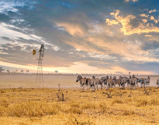 Herd of Burchell's zebras near a windmill at sunset, Kruger National Park, South Africa.