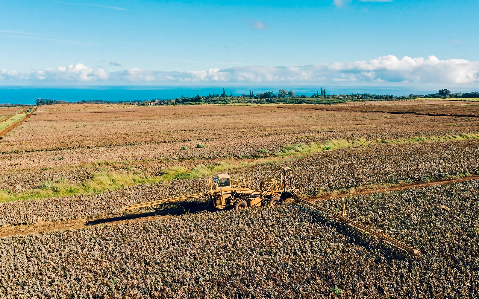 Pineapple fields