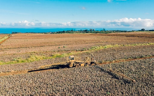 Pineapple plantation with harvesting equipment under a clear sky, ocean in the distance.