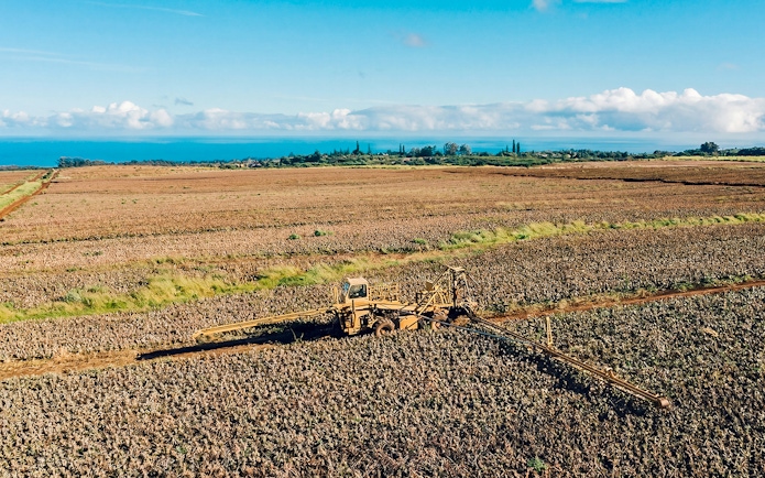 Pineapple plantation with harvesting equipment under a clear sky, ocean in the distance.
