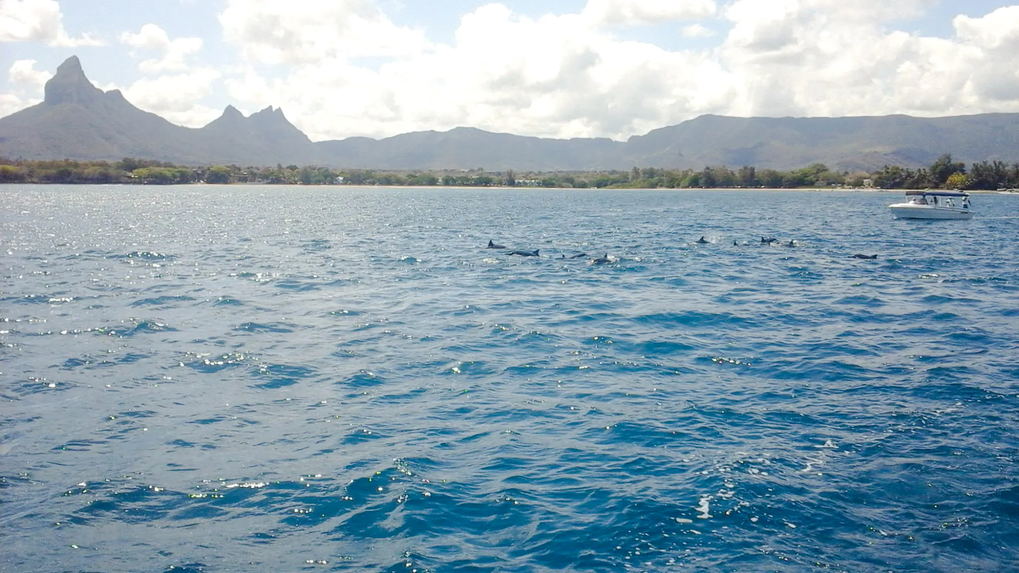 Mauritius Dolphin Watching by Speedboat & South-West Tour with Lunch and Hotel Transfers