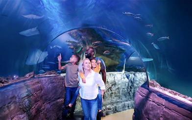 Guests walking through underwater tunnel at Sea Life Aquarium, Legoland California, observing marine life.