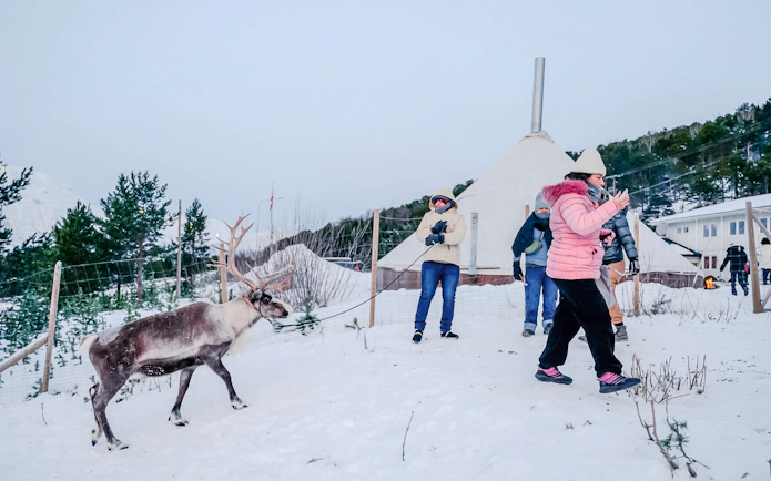 Guests interacting with a reindeer near Sámi tents in snowy landscape.
