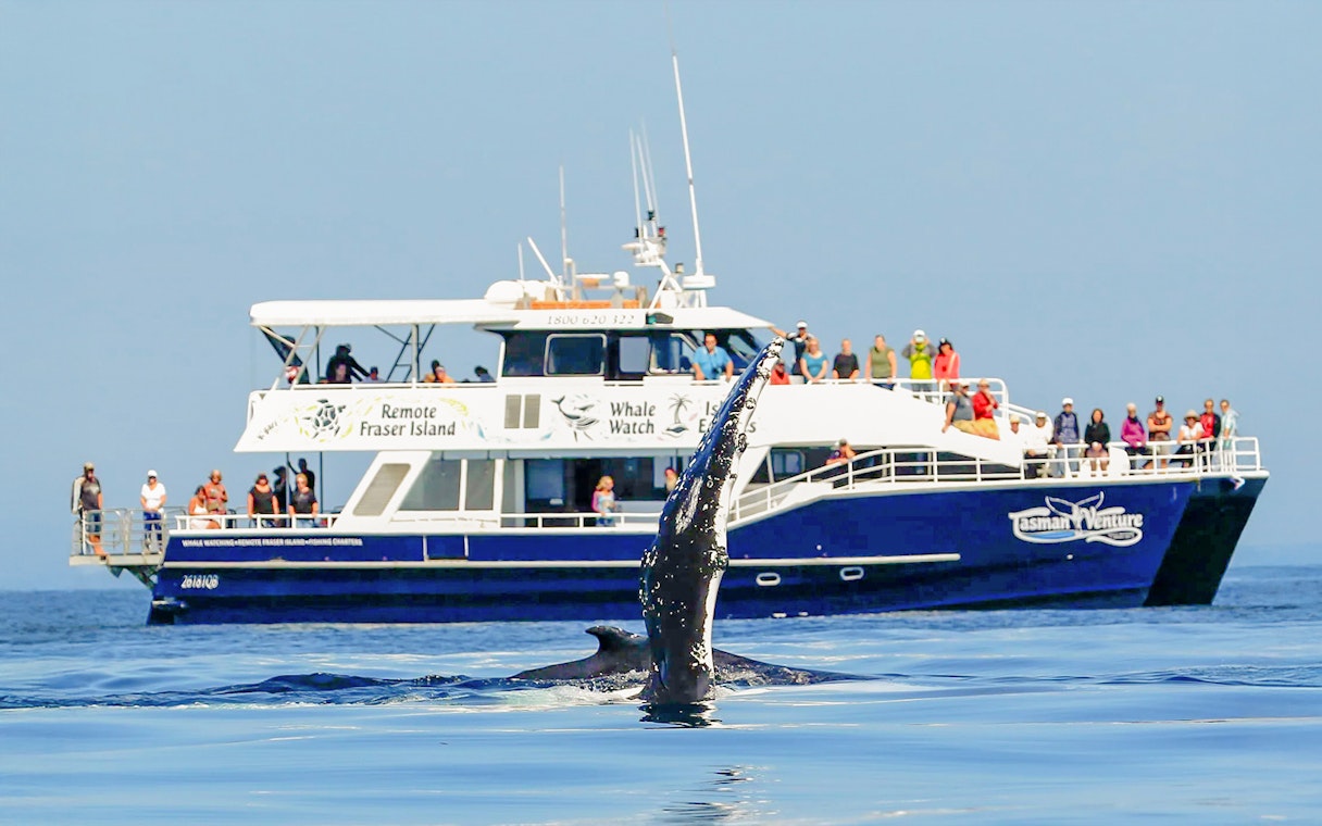 Tourists on a ship watching a whale near Fraser Island, K'gari.