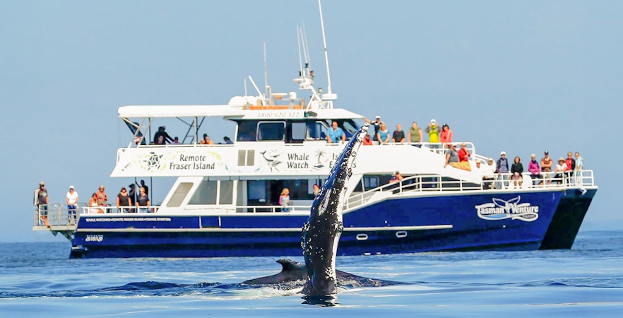 Tourists on a ship watching a whale near Fraser Island, K'gari.