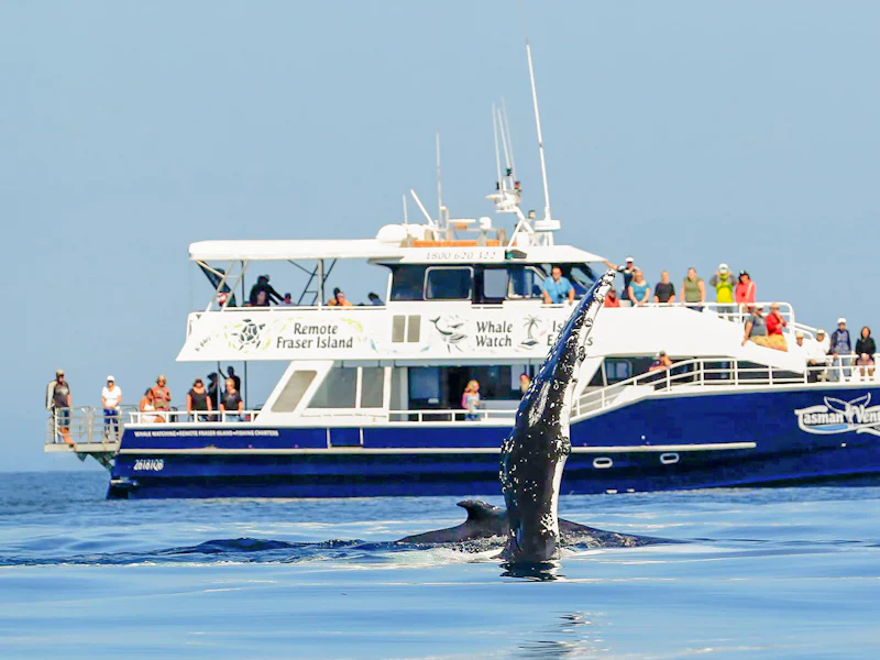From Hervey Bay Half Day Whale Watching Cruise - Hervey Bay