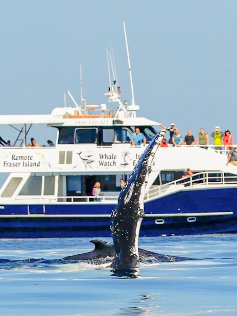 Tourists on a ship watching a whale near Fraser Island, K'gari.