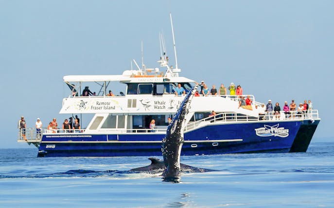 Tourists on a ship watching a whale near Fraser Island, K'gari.