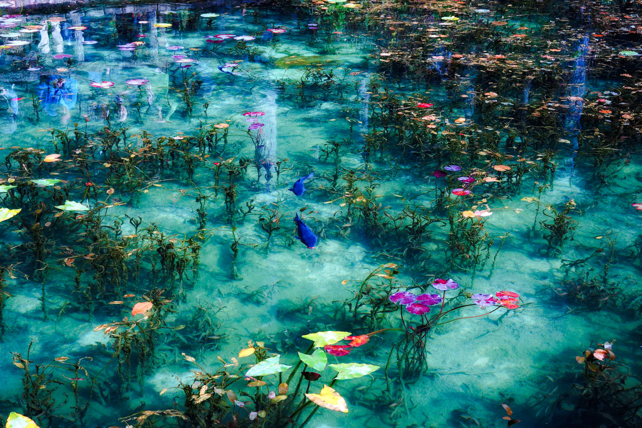 {
  "experiencename": "from nagoya: monet's pond, mino old town, tagata shrine & mama kannon temple day trip"
}-1