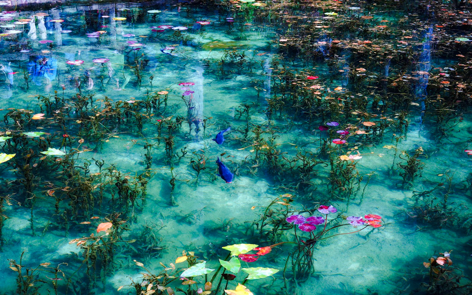 { "experienceName": "From Nagoya: Monet's Pond, Mino Old Town, Tagata Shrine & Mama Kannon Temple Day Trip"
} (Product 52915)