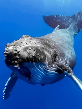 Whale Watching