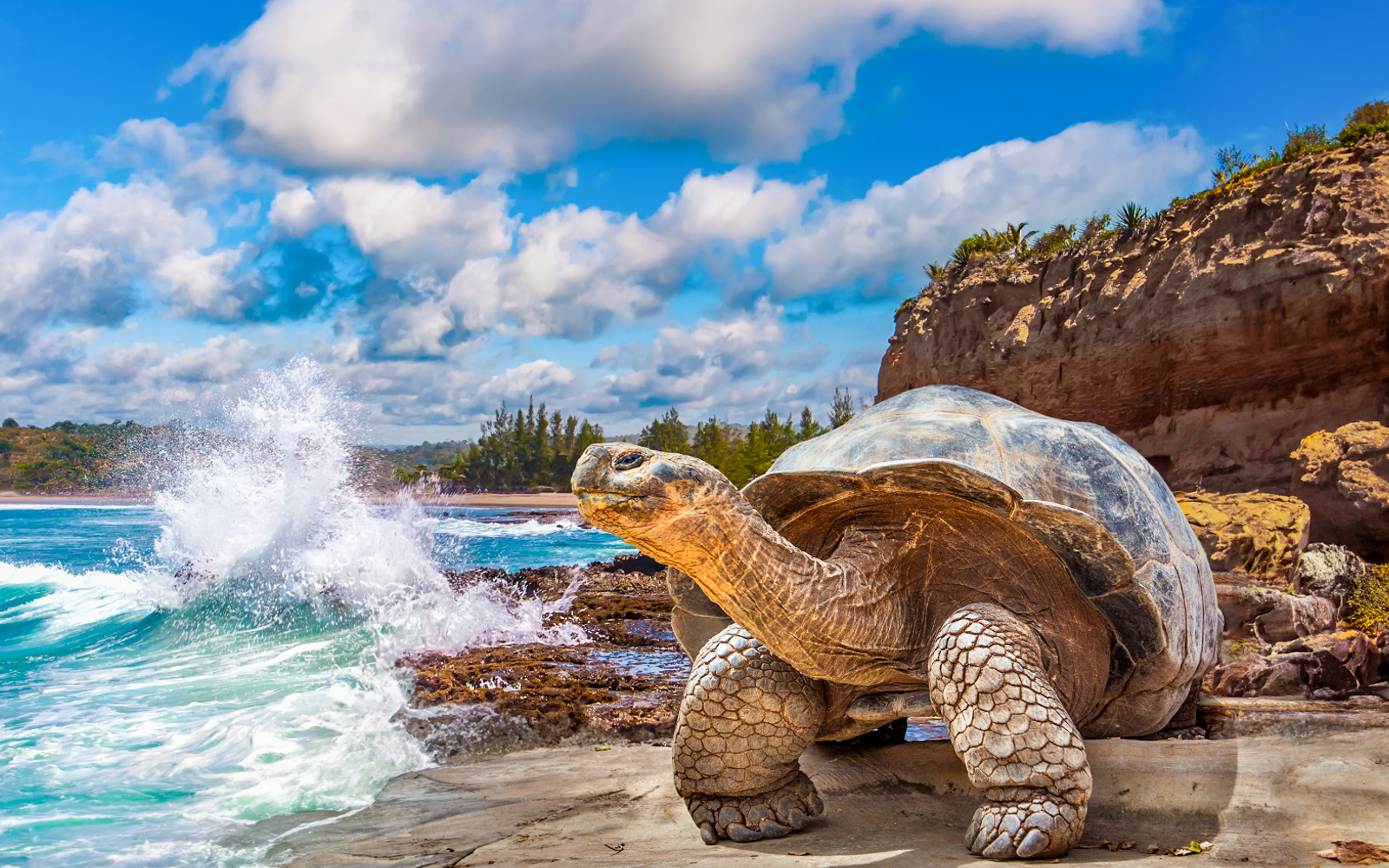 Galapagos Islands (Ecuador) tortoise