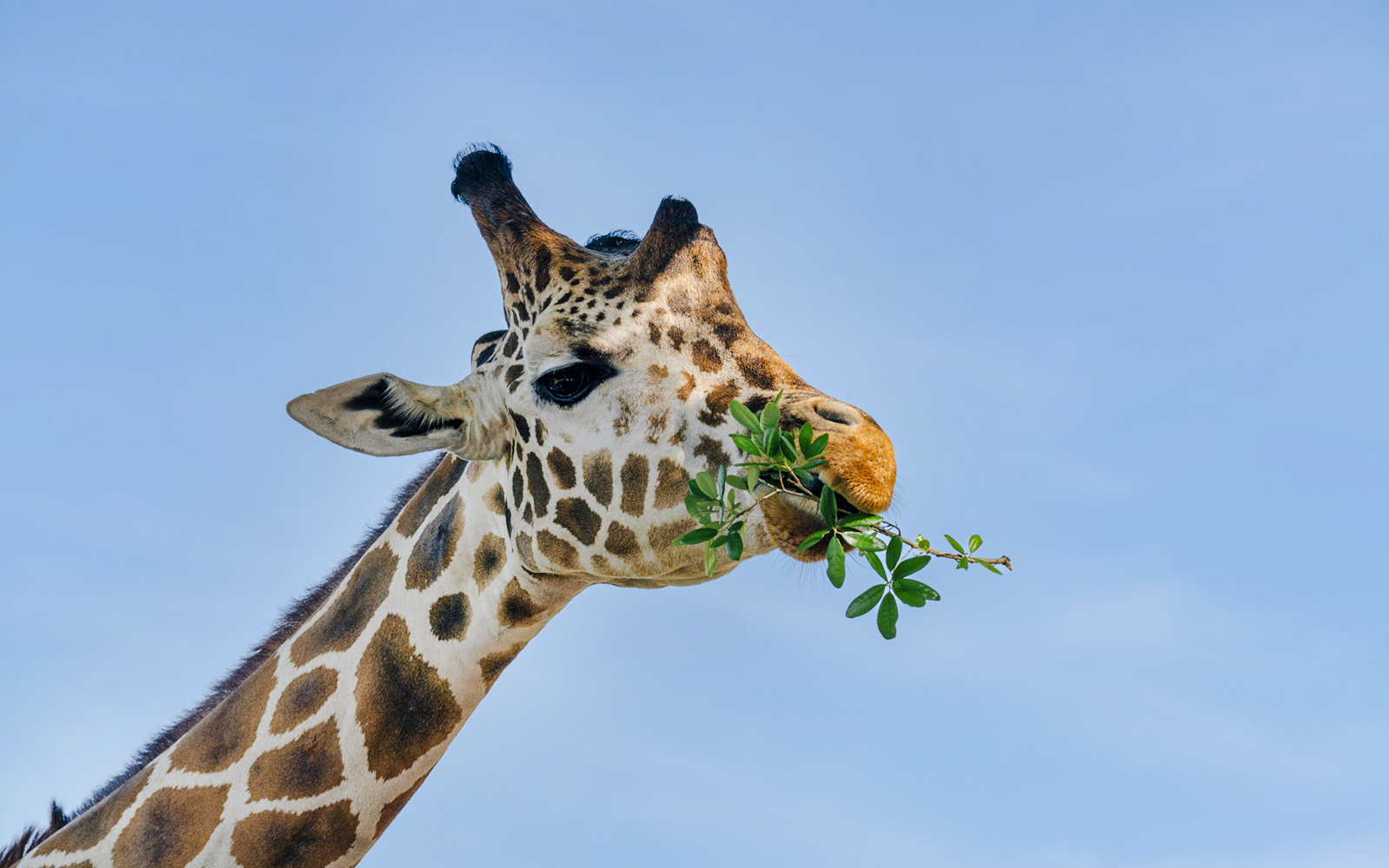 Giraffe eating leaves at Drive-Thru Safari Park, Orlando.