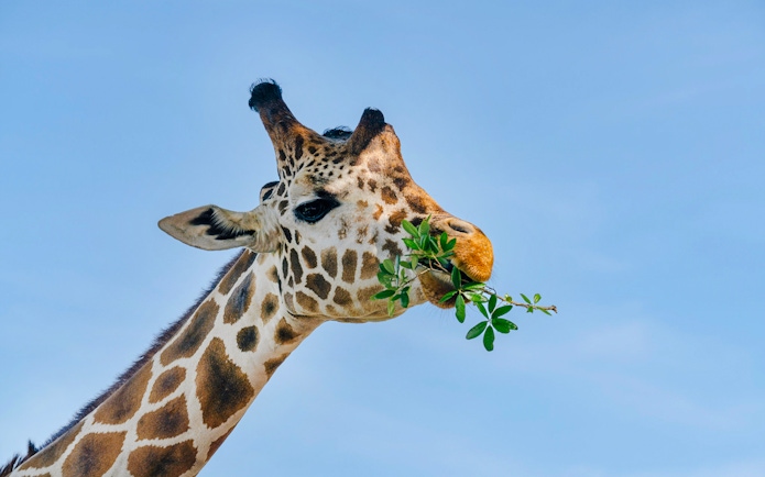 Giraffe eating leaves at Drive-Thru Safari Park, Orlando.