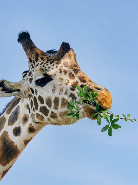 Giraffe eating leaves at Drive-Thru Safari Park, Orlando.