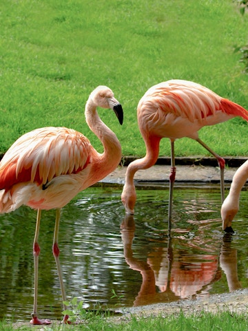 Flamingos by a pond at Warsaw Zoo.