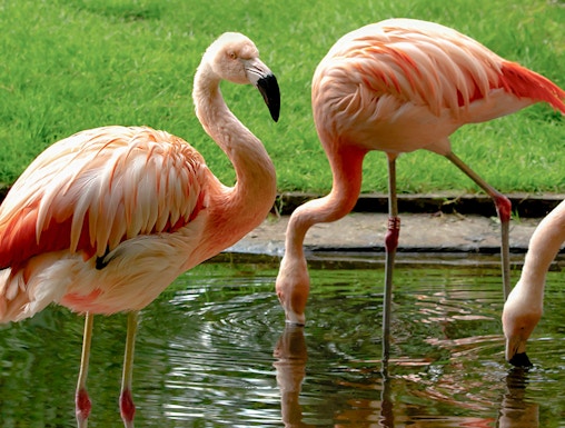 Flamingos by a pond at Warsaw Zoo.