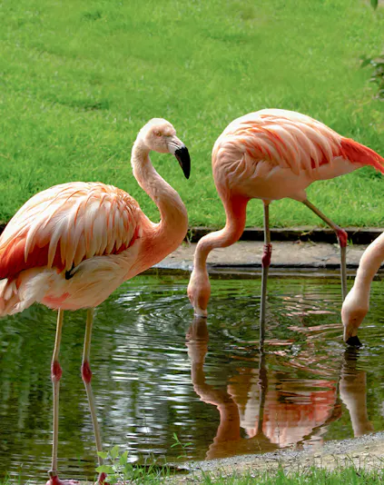 Flamingos by a pond at Warsaw Zoo.