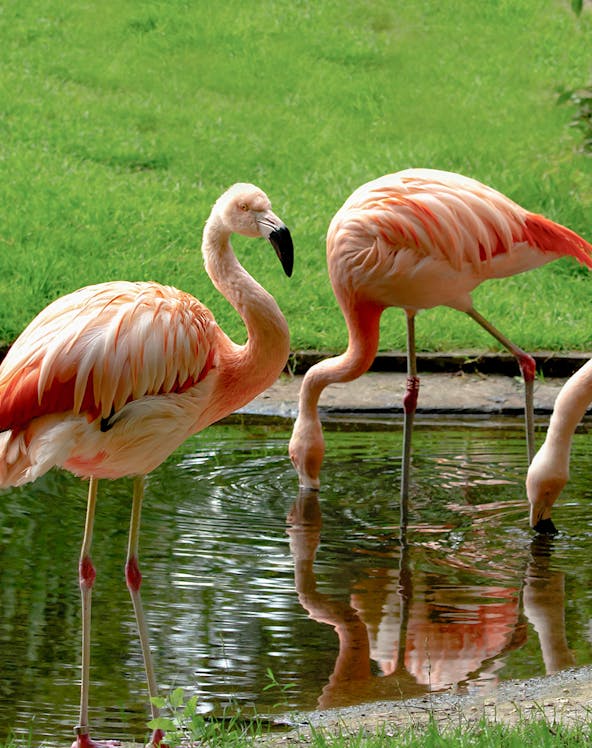 Flamingos by a pond at Warsaw Zoo.