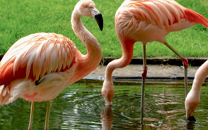 Flamingos by a pond at Warsaw Zoo.