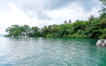 Tropical shoreline with lush greenery on Pulau Ubin, Singapore.