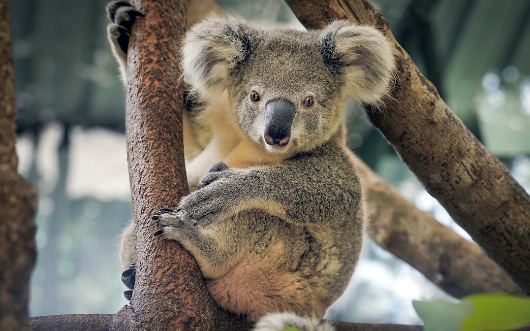 Koala resting in a tree at Maru Koala and Animal Park.