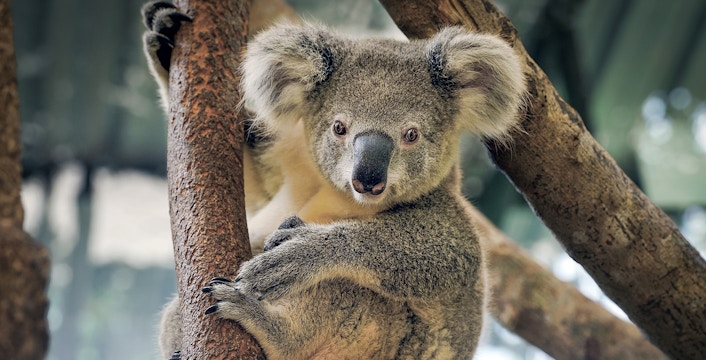 Maru Koala and Animal Park